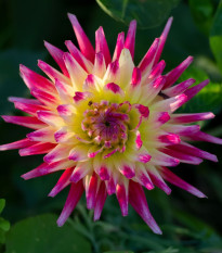 Jiřinka Tahiti Sunrise - Dahlia - hlízy jiřinky - 1 ks