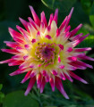 Jiřinka Tahiti Sunrise - Dahlia - hlízy jiřinky - 1 ks