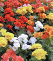 Směs begónií - Begonia mix - hlízy begonie - 10 ks