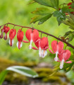 Srdcovka nádherná Valentine - Dicentra spectabilis - hlízy srdcovky - 1 ks