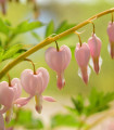 Srdcovka nádherná Cupid - Dicentra spectabilis - hlízy srdcovky - 1 ks