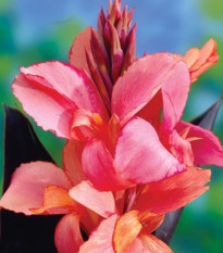 Dosna Champion - Canna - hlízy dosny - 1 ks
