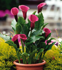 Kala Rose Queen - Zantedeschia - hlízy kaly - 1 ks