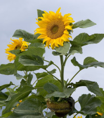 Слънчоглед Mongolian Giant - Helianthus annuus - семена от слънчоглед - 15 бр.