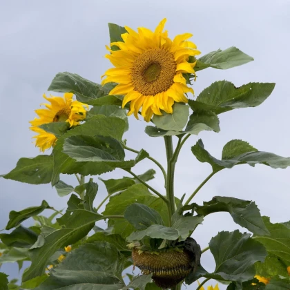 Слънчоглед Mongolian Giant - Helianthus annuus - семена от слънчоглед - 15 бр.