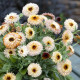 Měsíček lékařský Pygmy Buff - Calendula officinalis - semena měsíčku - 30 ks