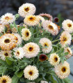 Měsíček lékařský Pygmy Buff - Calendula officinalis - semena měsíčku - 30 ks
