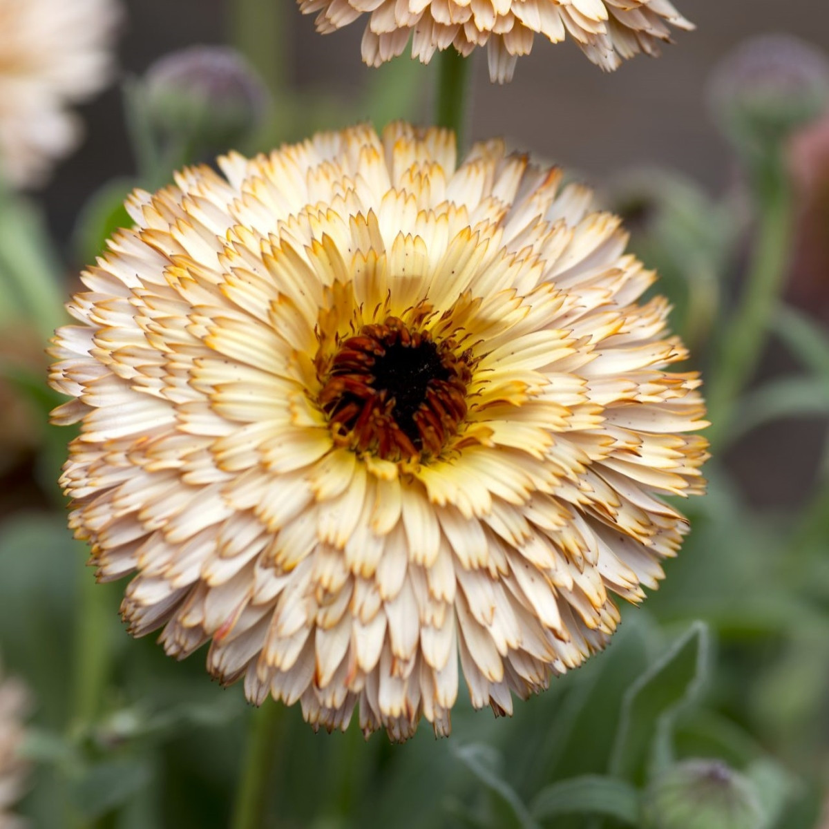 Měsíček lékařský Pygmy Buff - Calendula officinalis - semena měsíčku - 30 ks