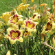 Denivka El Desperado - Hemerocallis - hlízy denivky - 1 ks