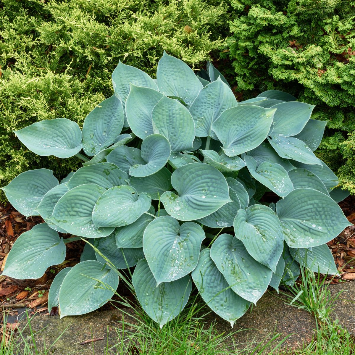 Bohyška - Hosta Blue Angel - hlízy bohyšky - 1 ks