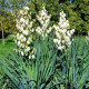 Juka vláknitá - Yucca filamentosa - hlíza juky - 1 ks