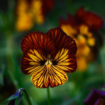 Violka Tiger Eye Red F1 - Viola cornuta - semena violky - 20 ks