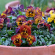 Violka Tiger Eye Red F1 - Viola cornuta - semena violky - 20 ks
