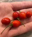 Chilli Aji Charapita Big Red - Capsicum chinense - semena chilli - 7 ks