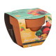 Buzzy Grow Gifts - Mini sada pro pěstování papriky - Pieterpik - 1 ks