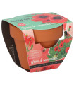 Buzzy Grow Gifts - Mini sada pro pěstování máku - Pieterpik - 1 ks