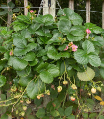 Jahodník stáleplodící Frisan F1 - Fragaria ananassa - semena jahodníku - 10 ks