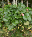 Jahodník stáleplodící Frisan F1 - Fragaria ananassa - semena jahodníku - 10 ks