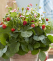 Jahodník stáleplodící Queeny F1 - Fragaria ananassa - semena jahodníku - 10 ks