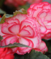 Begonie Pink Balcony - Begonia tuberhybrida - hlízy begonie - 2 ks