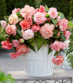 Begonie Flamenca - Begonia splendide - hlízy begonie - 2 ks
