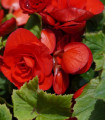 Begonie Nonstop červená - Begonia tuberhybrida - hlízy begonie - 2 ks