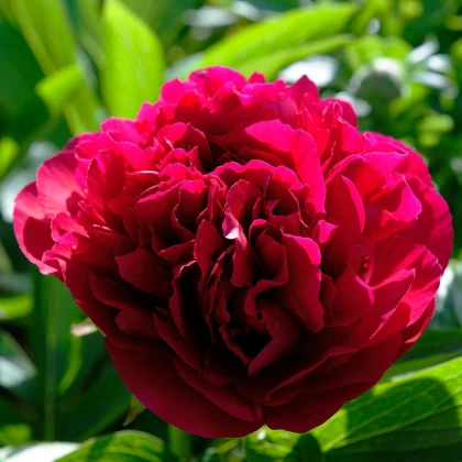 Pivoňka Red Sarah Bernhardt - Paeonia lactiflora - hlízy pivoňky - 1 ks