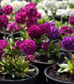 Prvosenka zoubkatá - směs barev - Primula denticulata - semena prvosenky - 20 ks