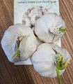Sadbový česnek Flavor - Allium sativum - nepaličák - cibule česneku - 3 ks