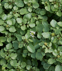 BIO Potočnice lékařská - Nasturtium officinale - semena potočnice - 100 ks