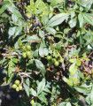 Sečuánský pepř - Zanthoxylum armatum - semena pepře - 5 ks