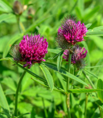 Jetel alpínský - Trifolium alpestre - semena jetele - 100 ks