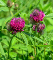 Jetel alpínský - Trifolium alpestre - semena jetele - 100 ks