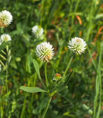 Jetel horský - Trifolium montanum - semena jetele - 100 ks