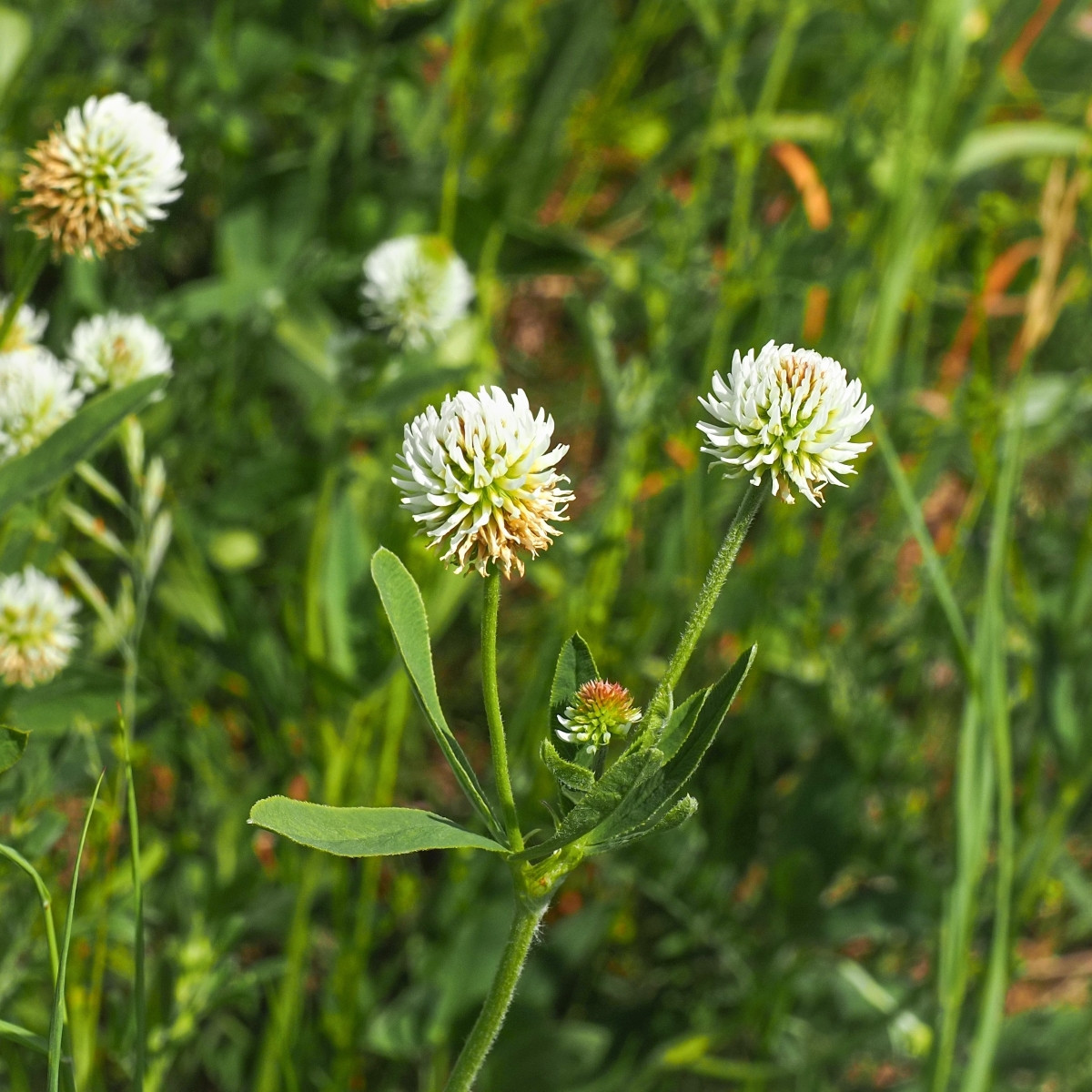 Jetel horský - Trifolium montanum - semena jetele - 100 ks