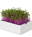 BIO microgreen Červené zelí - Heimgart - náhradní pláty - 1 ks