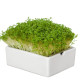 BIO microgreen Řeřicha - Heimgart - náhradní pláty - 1 ks