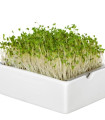 BIO microgreen Brokolice - Heimgart - náhradní pláty - 1 ks