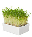 BIO microgreen Ředkvička - Heimgart - náhradní pláty - 1 ks