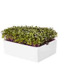 BIO microgreen Kedluben - Heimgart - náhradní pláty - 1 ks
