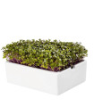 BIO microgreen Kedluben - Heimgart - náhradní pláty - 1 ks