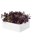 BIO microgreen Ředkvička Rambo - Heimgart - náhradní pláty - 1 ks