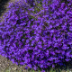Lobelka drobná Crystal Palace - Lobelia erinus - semena lobelky - 1000 ks