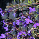 Lobelka drobná Crystal Palace - Lobelia erinus - semena lobelky - 1000 ks