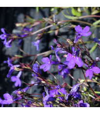 Lobelka drobná Crystal Palace - Lobelia erinus - semena lobelky - 1000 ks