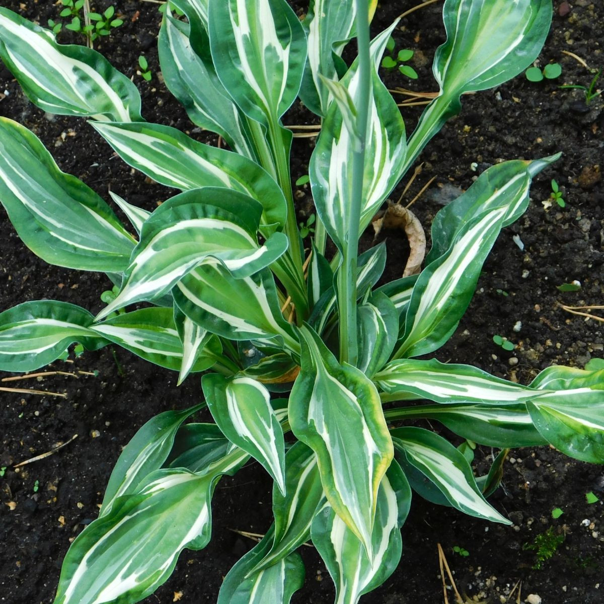 Bohyška - Hosta Snake Eyes - hlízy bohyšky - 1 ks