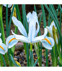 Kosatec síťkovaný bílý - Iris reticulata - cibulky kosatce - 3 ks