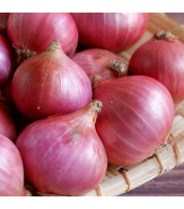 Cibule šalotka Camelot F1 - Allium cepa - semena cibule - 50 ks