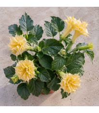 Дурман метеловиден Double Yellow - Datura metel - семена дурман - 5 бр.