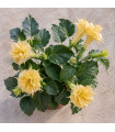 Дурман метеловиден Double Yellow - Datura metel - семена дурман - 5 бр.